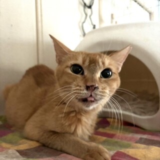 3本脚でもへっちゃらだよ！スヌーピーくん