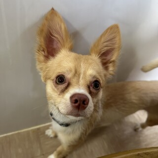 困り顔のパピチワ茶太くん