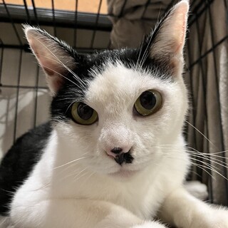 【人馴れ訓練中】美人なツンデレ