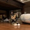お膝大好き三毛猫ちゃん サムネイル6