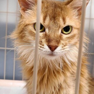 性格抜群に可愛いソマリ１歳