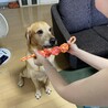 新しいおもちゃをプレゼント