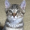 保護猫メロンくん3ヶ月男の子