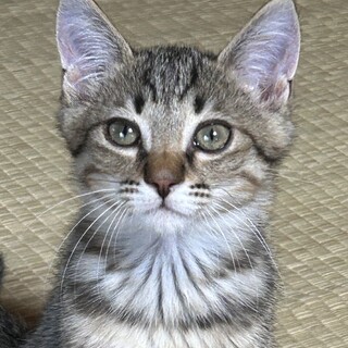 保護猫メロンくん3ヶ月男の子