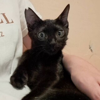 ヒザ好きになってきた、凛々しいまん丸目の黒猫