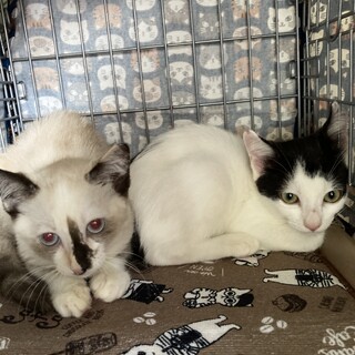 ちょっと怖がりの美ニャン、シャム子猫