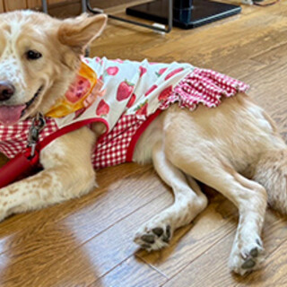 最初は怖がり馴れたら甘えん坊の女の子