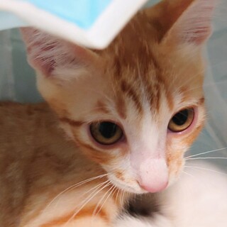 やさしくて甘えん坊・涼風くん