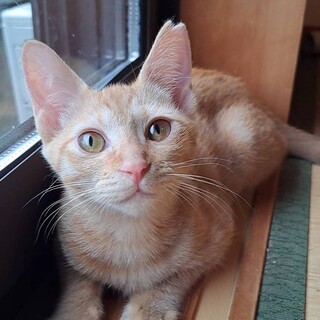 遊び大好き！お転婆な茶トラ女の子、みっちゃん