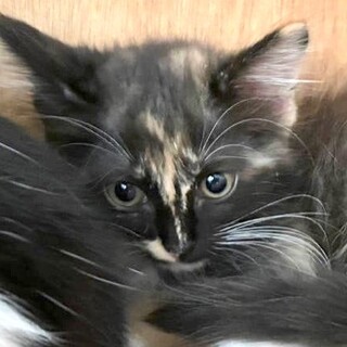 長毛？サビ・マイペースな甘えん坊・すうちゃん