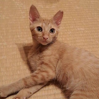 目が合うとグルグル…茶トラの女の子、うみちゃん