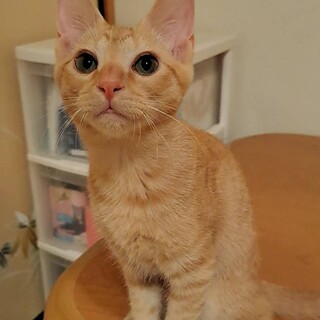 ゴロゴロ甘えん坊、茶トラのオス、まっちゃん