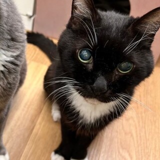 動物病院の保護猫・目がみえないけど平気だよ！