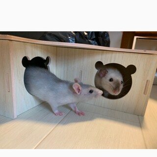 ファンシーラット