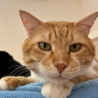 まん丸お顔がキュート・結弦くん