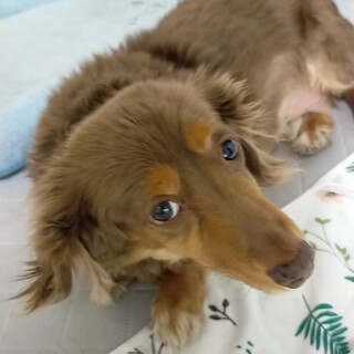 ミニチュアダックス