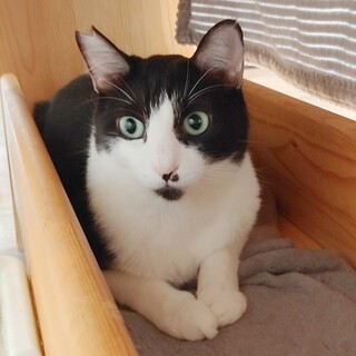 動物病院の保護猫・甘えたいけど勇気がでにゃい…