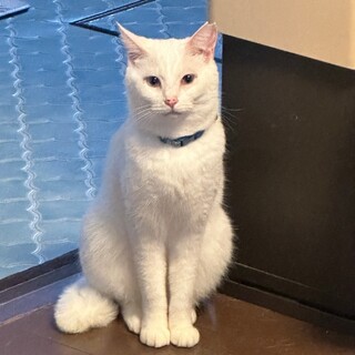 ブルーアイで真っ白な白猫ちゃん♡ななちゃん