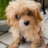 短命です。心臓病のチワプー子犬 サムネイル1