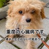 短命です。心臓病のチワプー子犬 サムネイル2