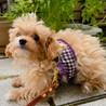 短命です。心臓病のチワプー子犬 サムネイル3
