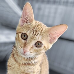 9月22日　猫の譲渡会　by にゃんころ隊 サムネイル2