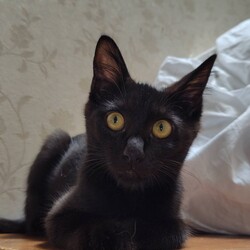 9月22日　猫の譲渡会　by にゃんころ隊 サムネイル3