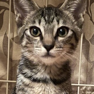 甘え上手のキジ女　リエちゃん❗️