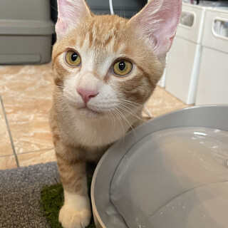 ５兄妹♪ 生後４ヶ月の元気な茶白ちゃん