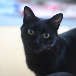 可愛い三姉妹の「あずき」ちゃん♡