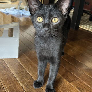 ５兄妹♪ 生後４ヶ月の元気な黒猫ちゃん 