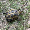 ロシアリクガメ里親募集 サムネイル3