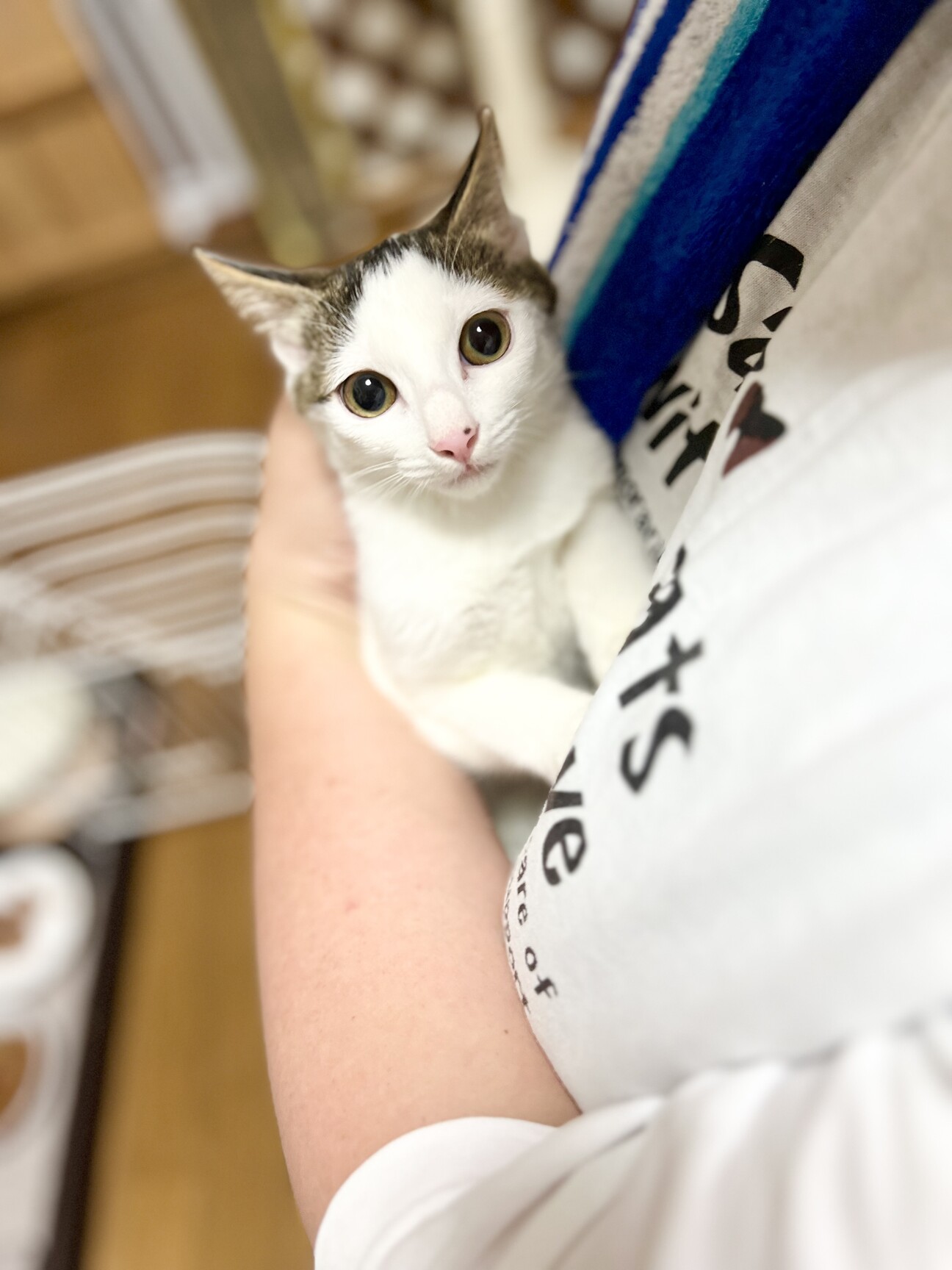 子猫のまゆちゃん4ヶ月」京都府 - 猫の里親募集(498648