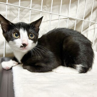 タキシードはなくん、5ヶ月