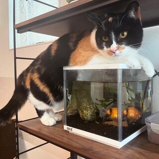 バットマンマスクで好奇心旺盛❤︎ミカエラちゃん