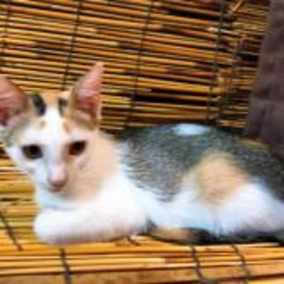 猫初心者向きべた慣れ三毛猫女の子三カ月