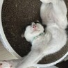 猫初心者向き　白メイン水玉君3ヶ月膝乗り猫 サムネイル7