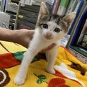 No.53 頭に猫柄おかっぱボーイ