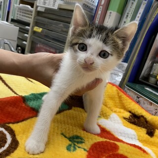 No.53 頭に猫柄おかっぱボーイ