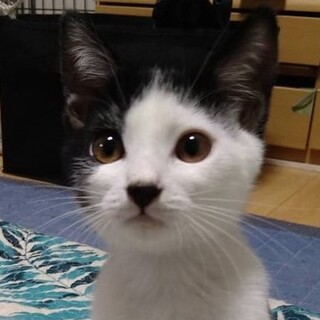 可愛いかまって君・けやきくん