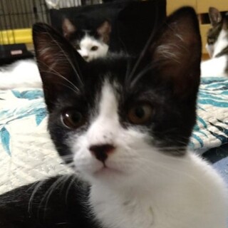 ちょっとずつ頑張ってるハチワレ・かつらちゃん