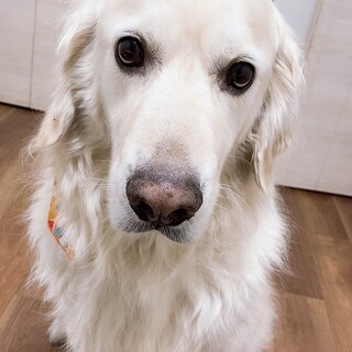 大人しいイングリッシュゴールデンレトリバー