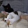 ルックスも性格もキュンのキジ白子猫のノア！ サムネイル3