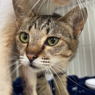 控えめな甘えん坊さん・いちじくちゃん