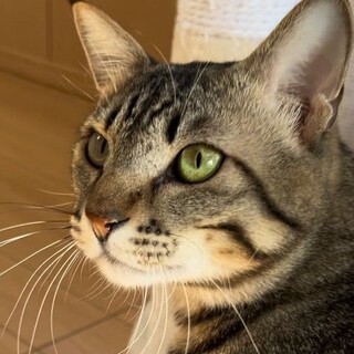 強面？実は甘えん坊・強くん