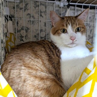 【チャシー】ネコさん大好き❤