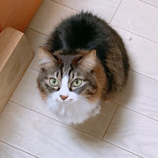 ひとりっこ希望の女の子