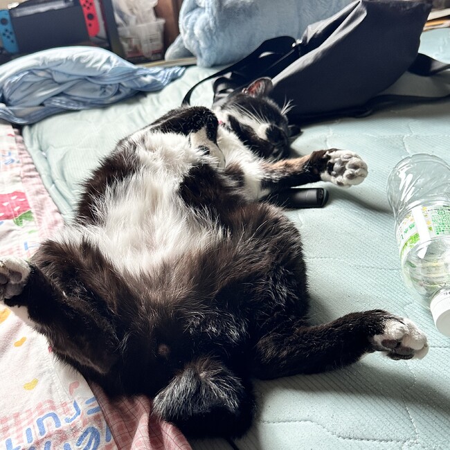 ぷーてむのカバー写真