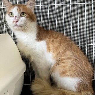 もち君　男の子　茶白　推定10歳以上