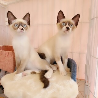 シャムミックス